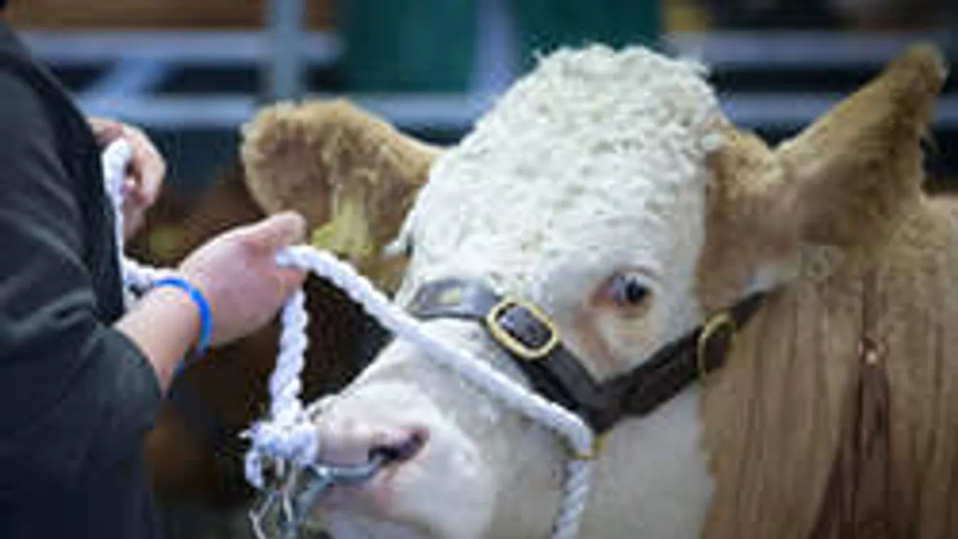 Tehenek nyírják a füvet egy focipályán! - videó