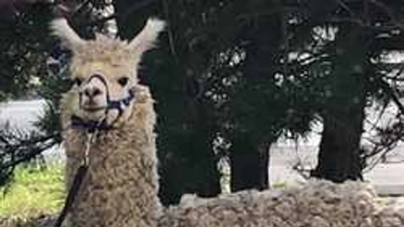 Hatalmasat köpött a falra Alpi, öröm volt nézni!