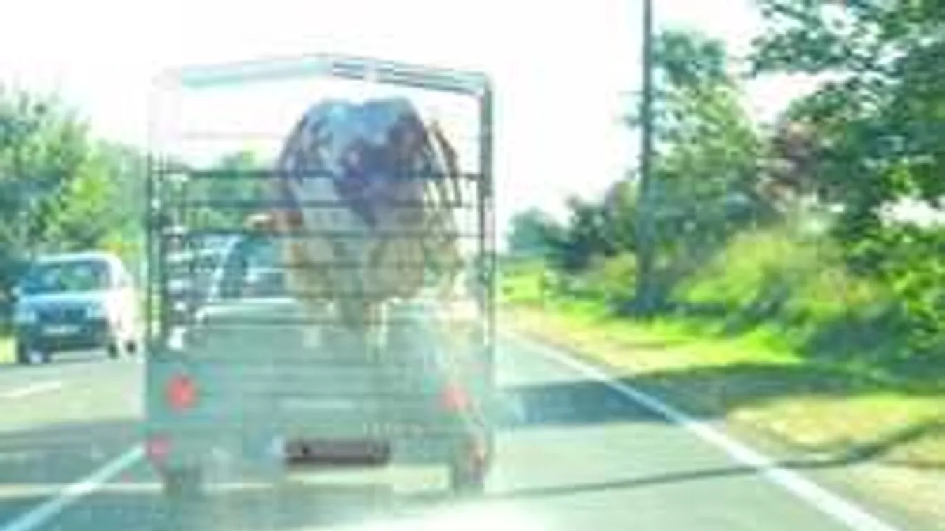 Váratlan dolog vakította el a magyar sofőrt, nem hitt a szemének