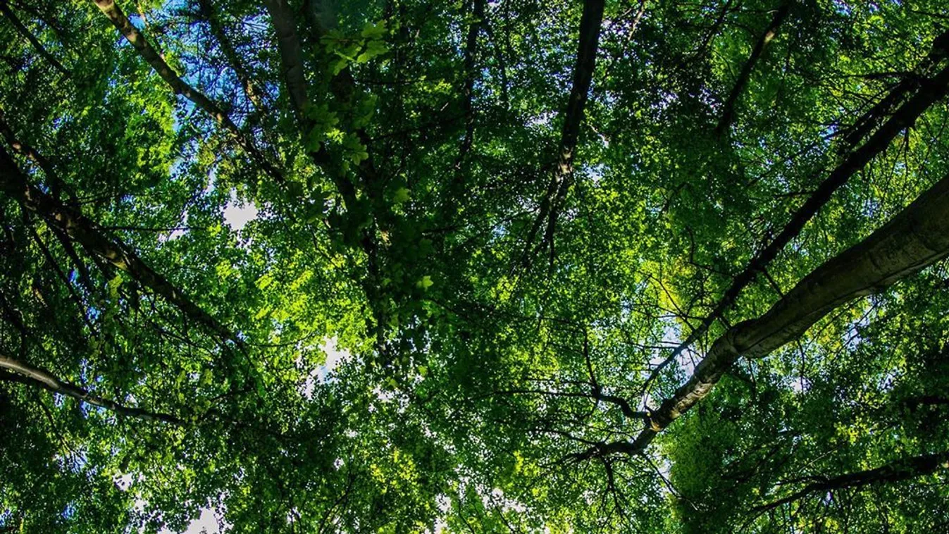 Ötvenezer fát ültetne az UEFA Budapesten