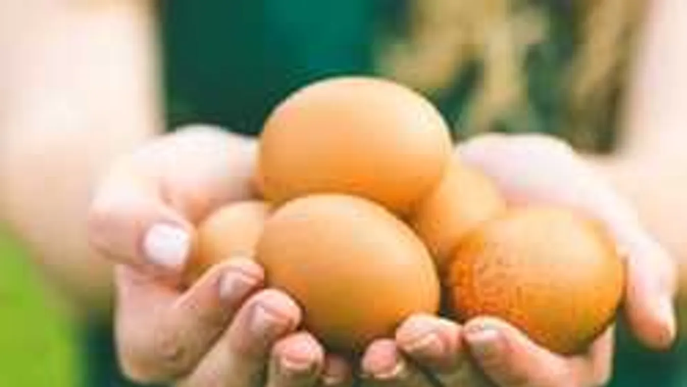 Riadó, hazánkban a fipronillal szennyezett tojás!