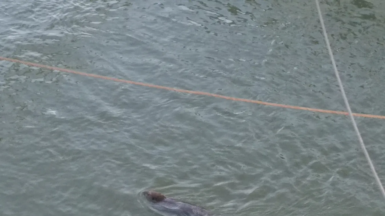 Különös állatot videóztunk le a Dunában, ámultak rajta a pestiek