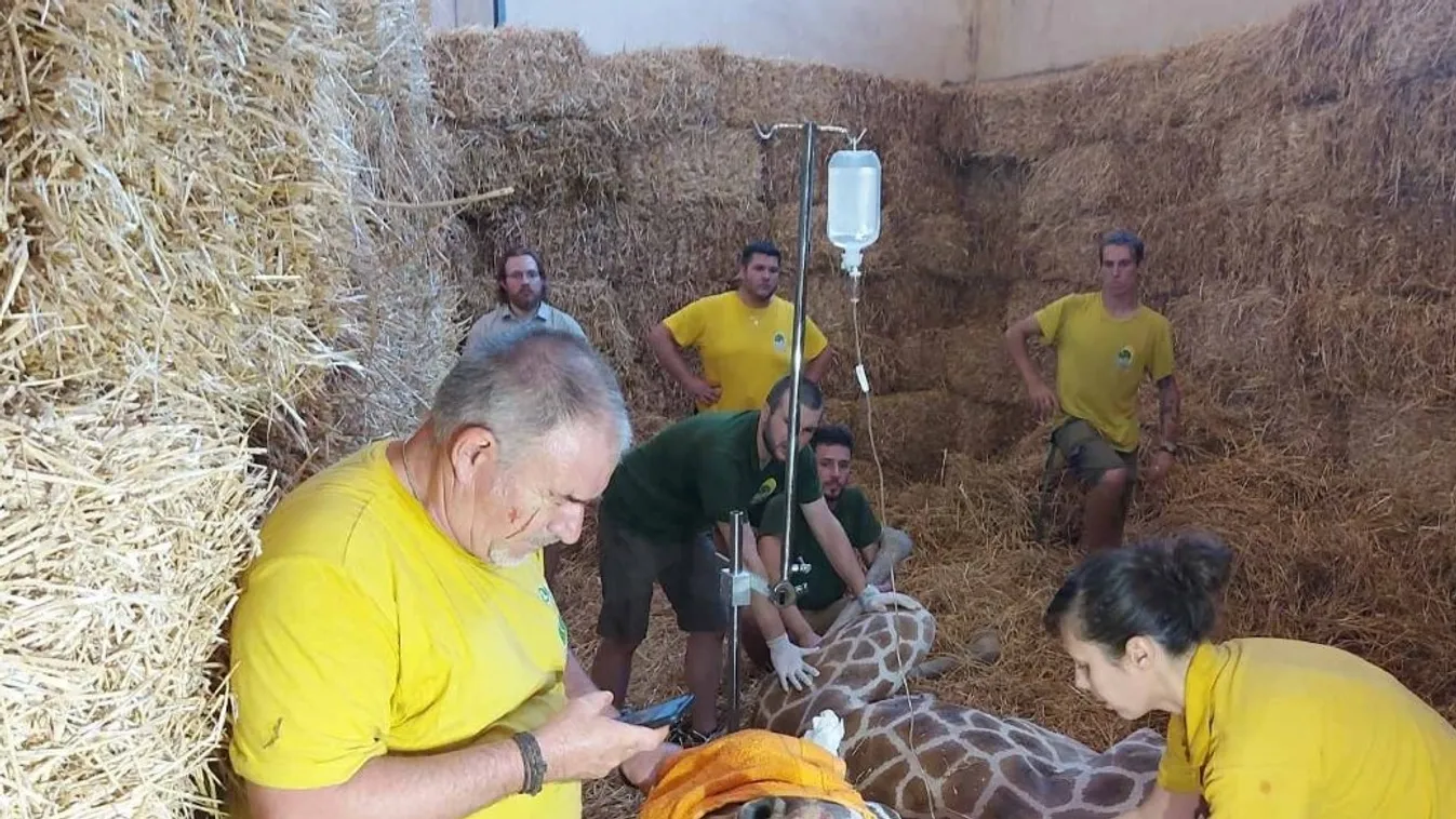 Így műtötték meg a zsiráfot a budapesti állatkertben