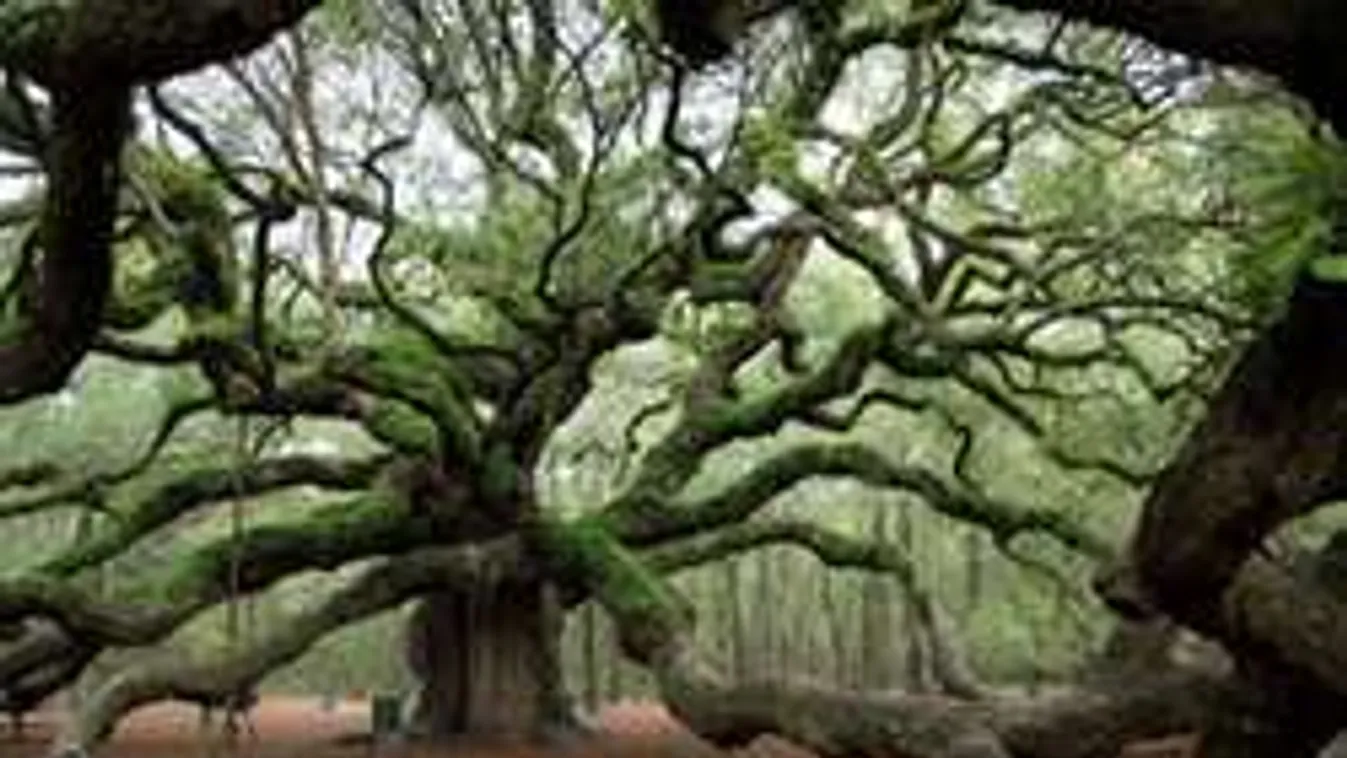 Tudod, hány éves a világ legöregebb fája? Lélegzetelállító FOTÓK!