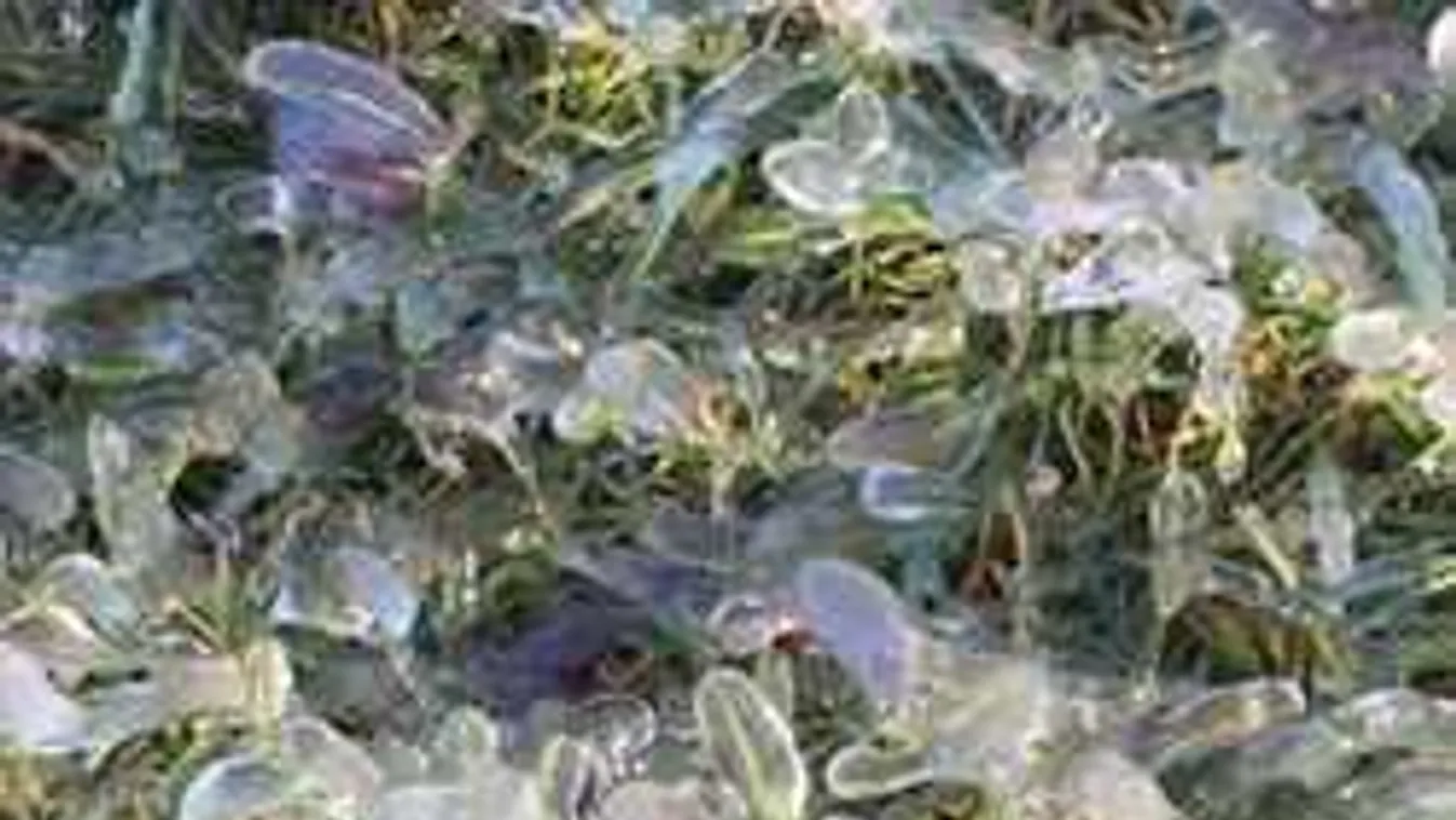 Hihetetlen látvány a Balatonnál: gyönyörű, amit a szél alkotott