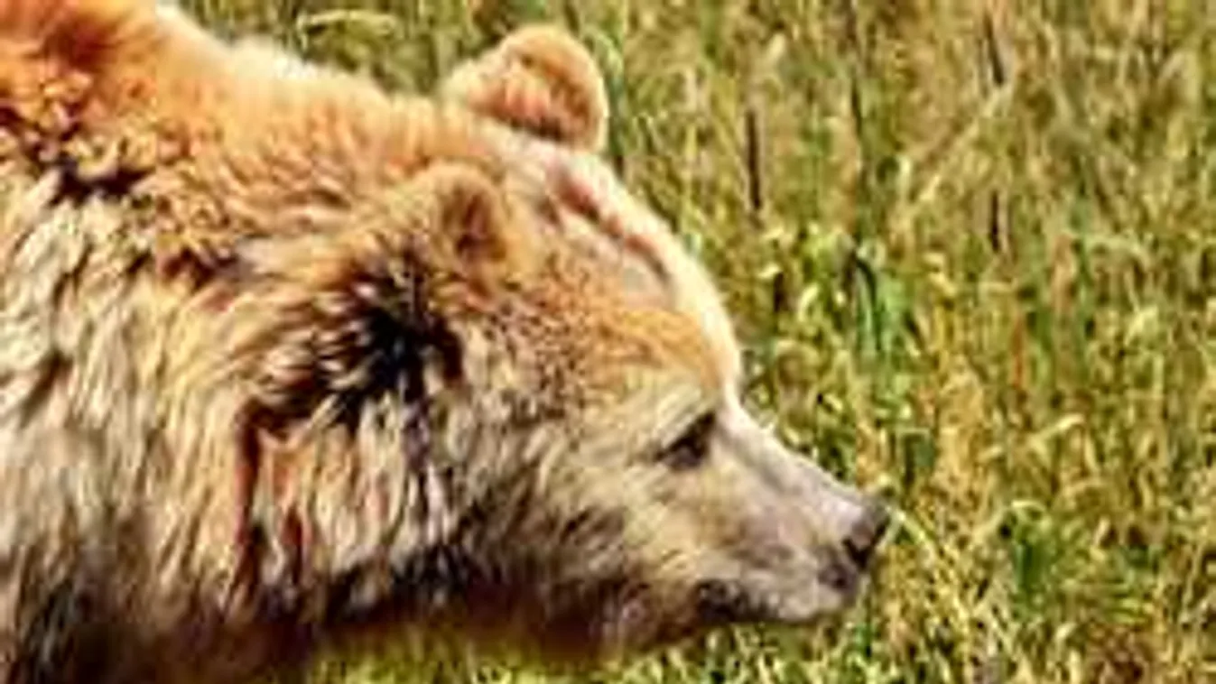 Elkapták a medvét, amelyik átharapta egy magyar turista combját