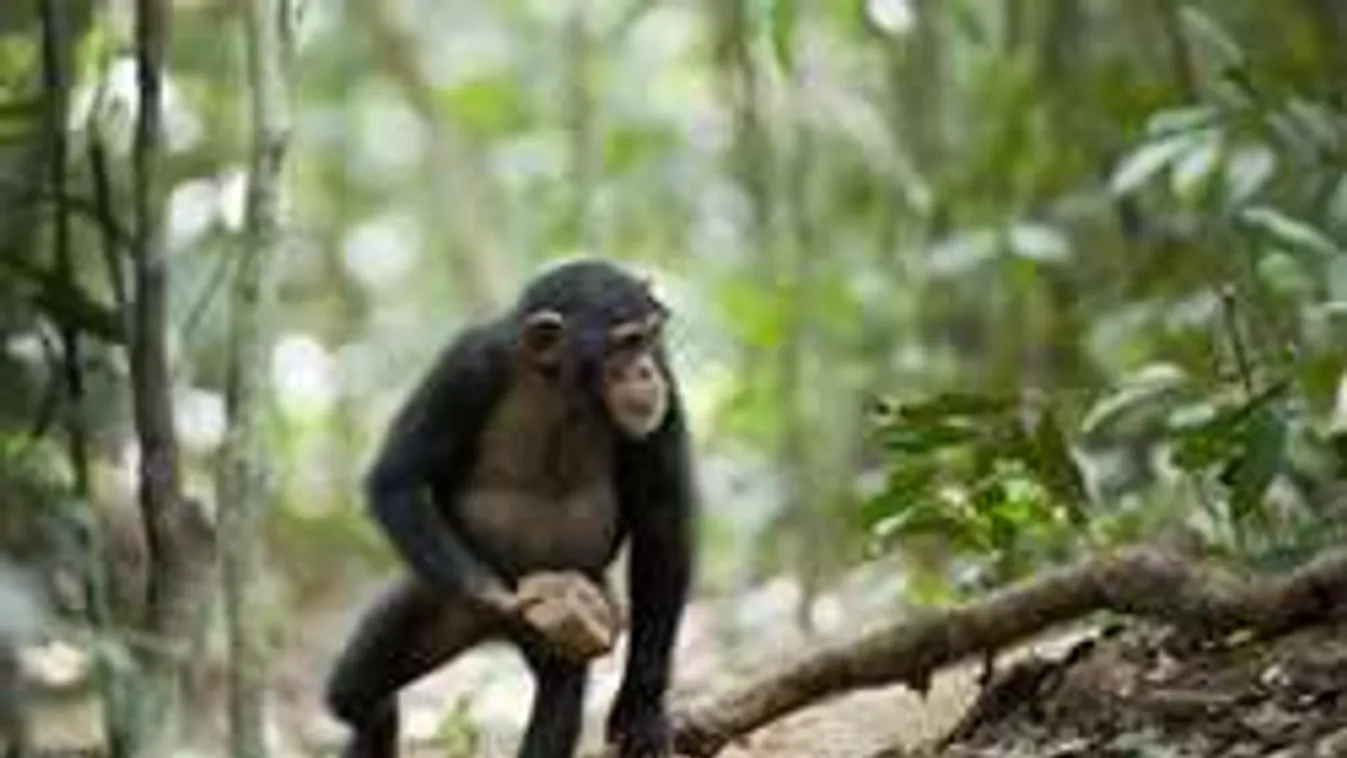 Majmok csoportjai spirituális vallásgyakorlásba kezdtek!