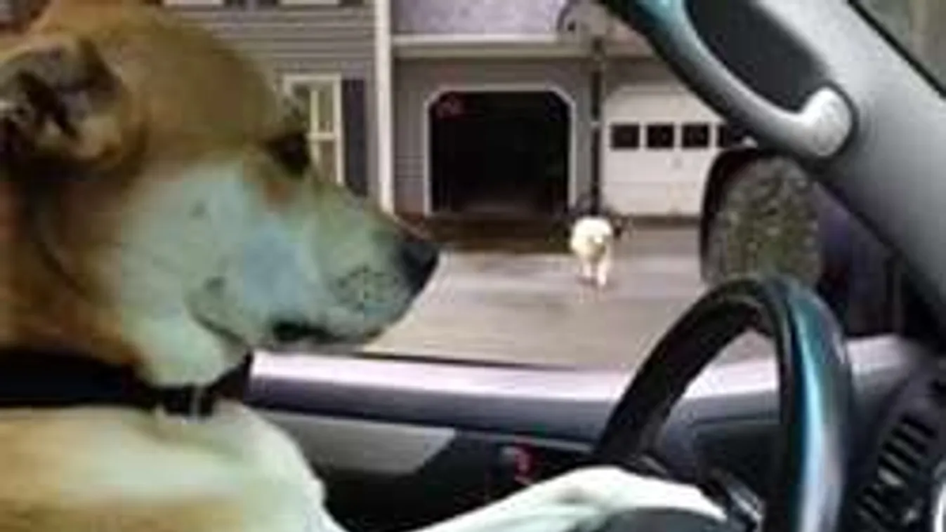 Megvan a nők álma! Ráadásul hűséges és két farka van