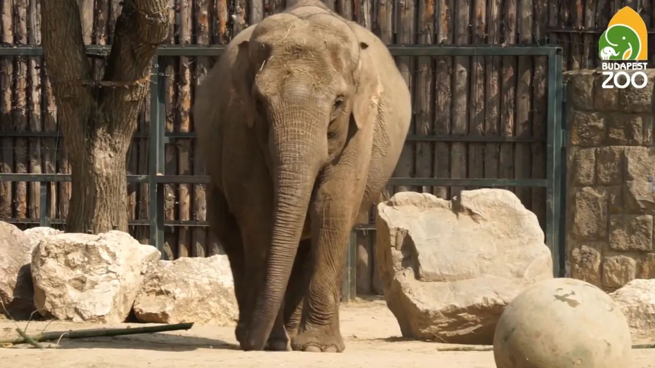 Óriási a készültség a Fővárosi Állatkertben, minden pillanatban megtörténhet a csoda – videó