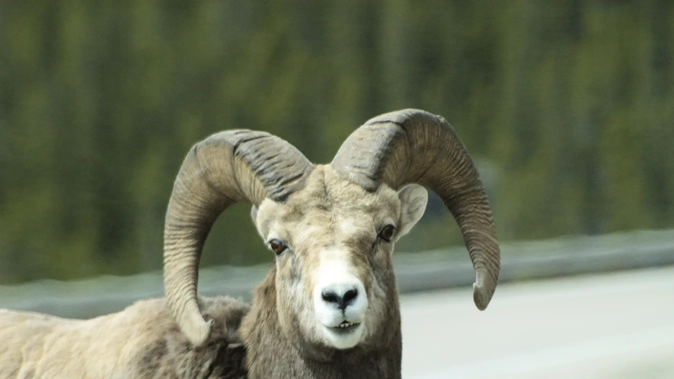 Túl sok szex, rövidebb élet?