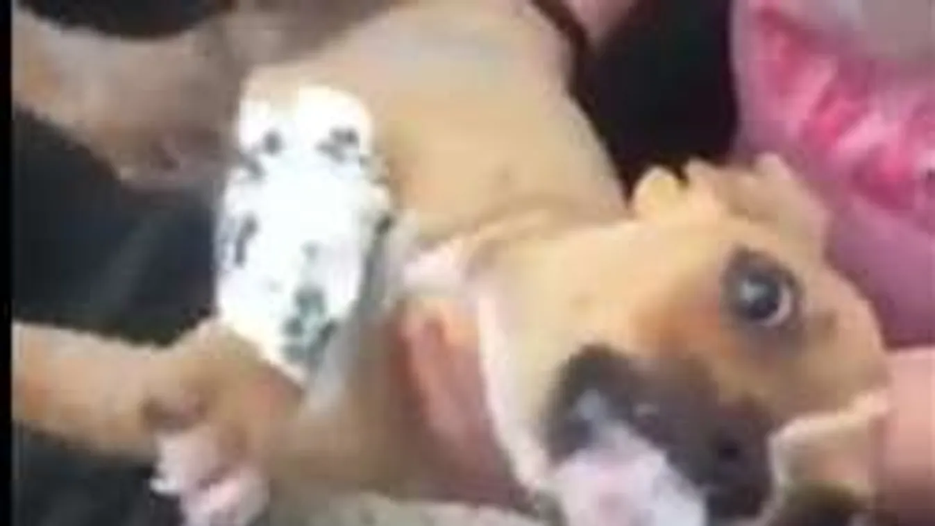 Újabb részletek derültek ki a kiskutyát halálra drogozó lányról!