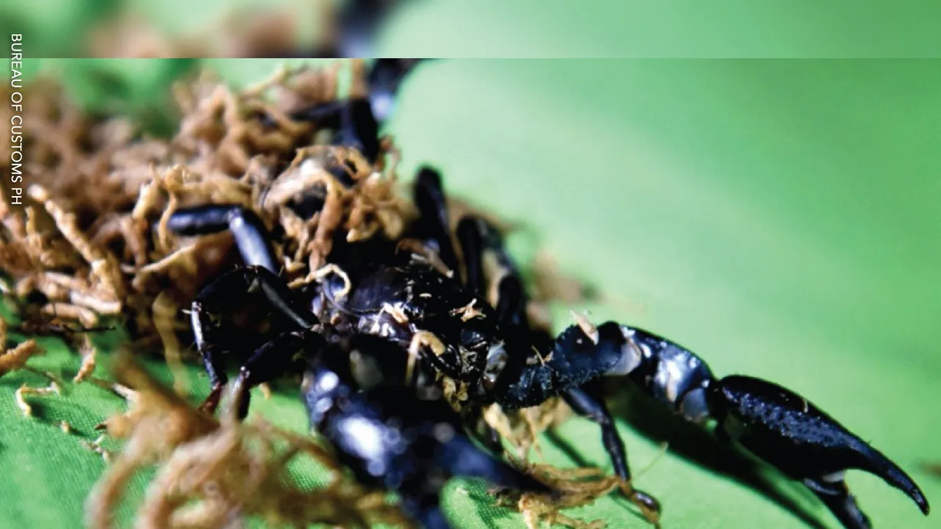 Teljesen mást vártak: a vámosok is megrémültek, amikor kibontották a csomagot