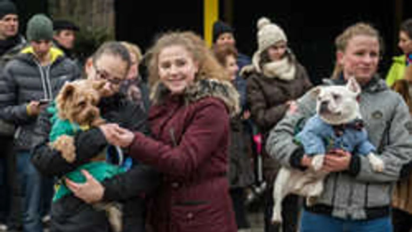 Nem vették kutyába az ebeket Miskolcon