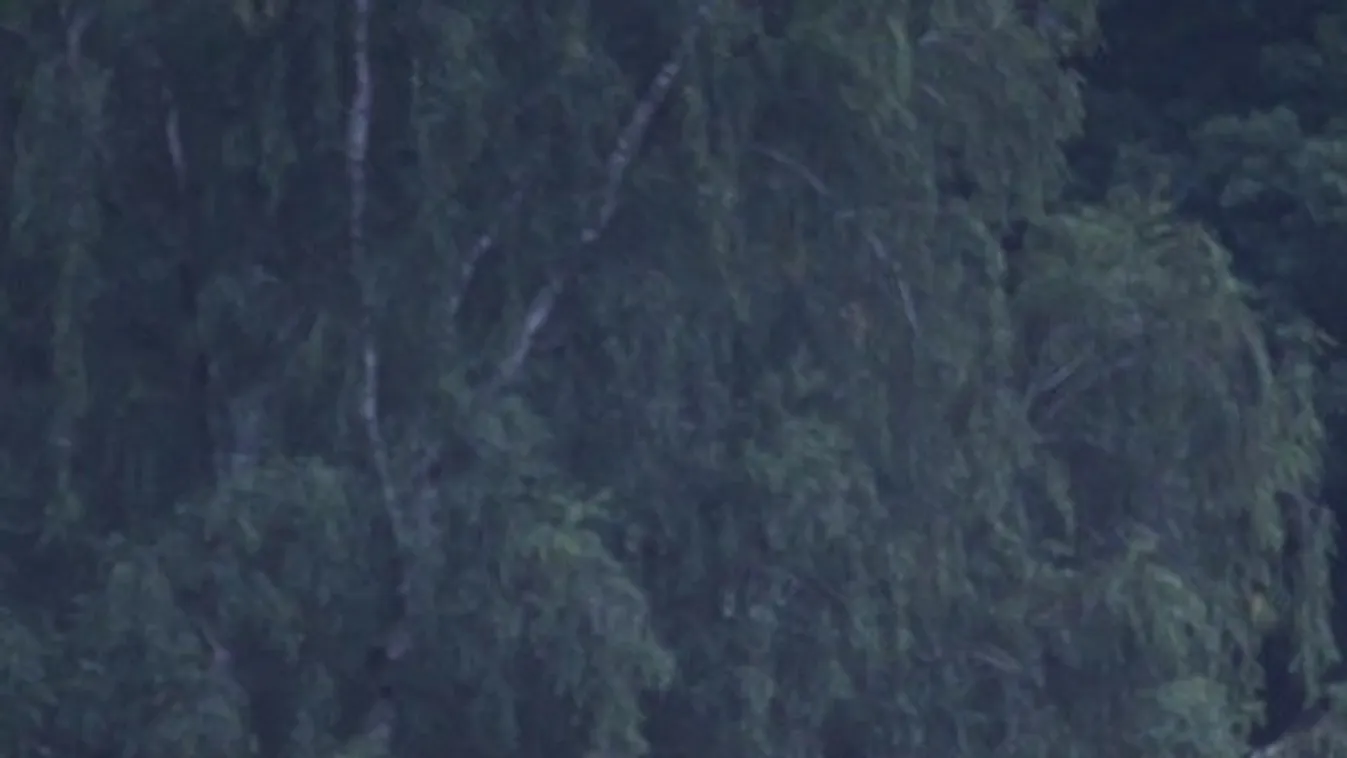 Nyílpuskával mészárolták le Nógrádban a gyönyörű dámszarvast, riadóztatták a rendőrséget