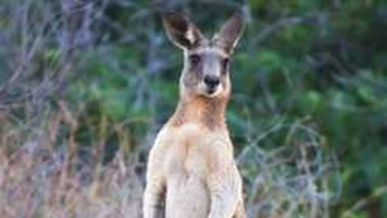 Horror a parkban: futó nőre támadt egy kenguru