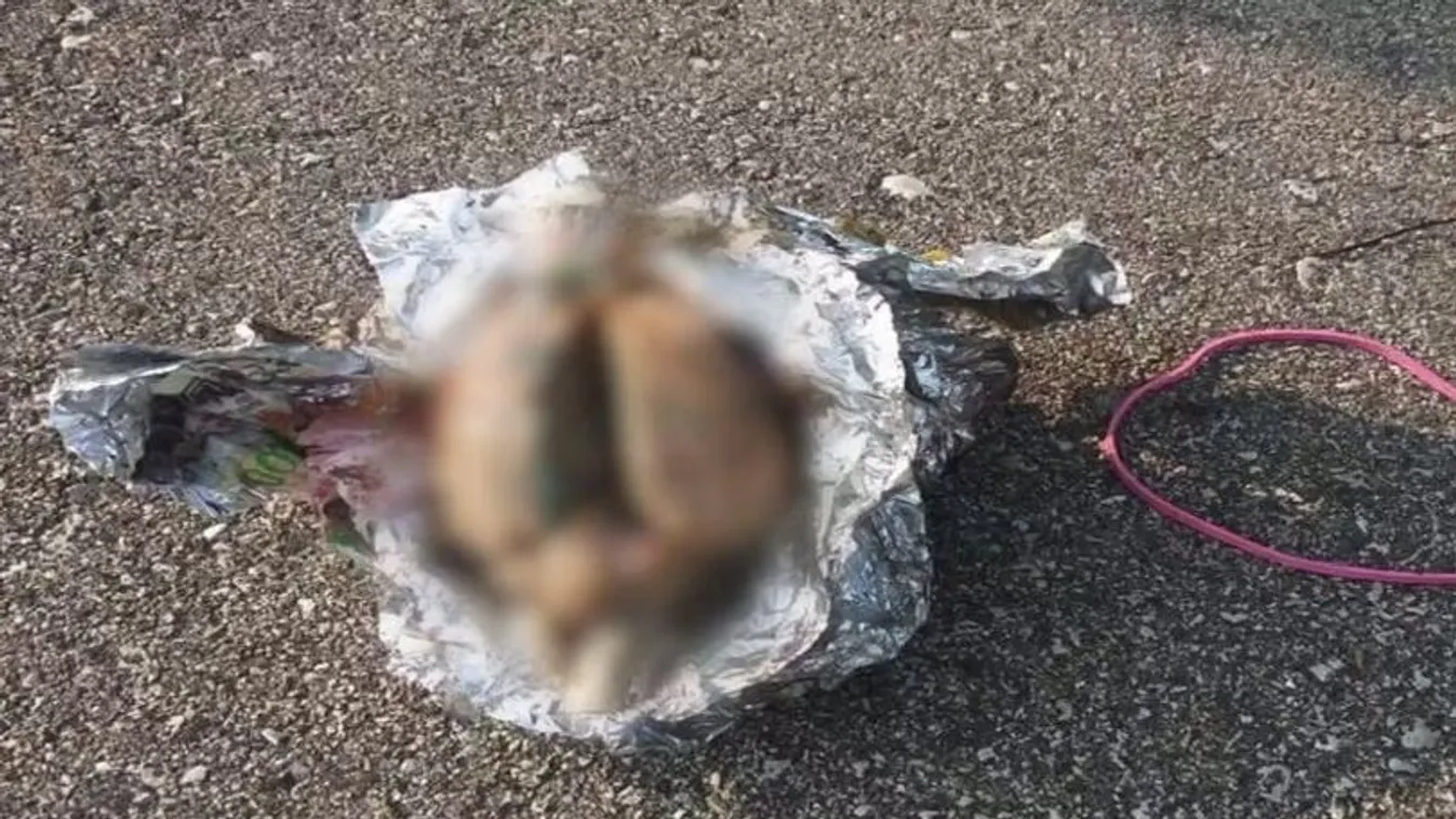 Horror: alufóliába csomagolt emberi agyra bukkant egy járókelő