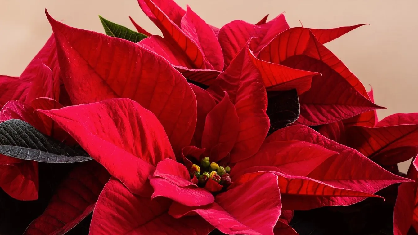 Haldoklik a mikulásvirágod? Mutatjuk, hogy mentsd meg