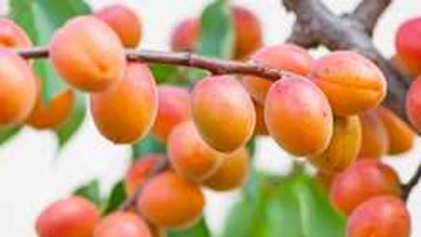 Megdézsmálták a kertjét, ezt tette a gazda