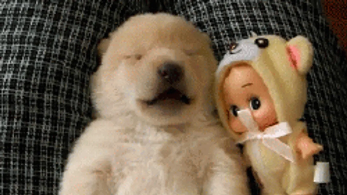 Kiborít a reggel? Ezek az állatbébik még nálad is álmosabbak