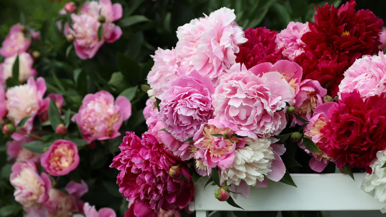 White,,Pink,And,Crimson,Peonies,In,A,White,Wooden,Box.