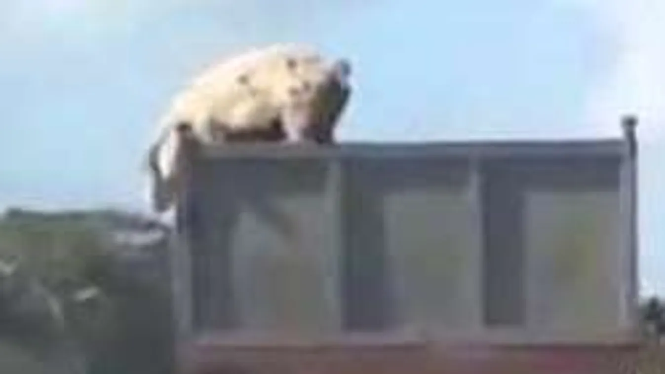 Egy trükkös disznó megszökött a vágóhídról. Bottal ütik a nyomát!