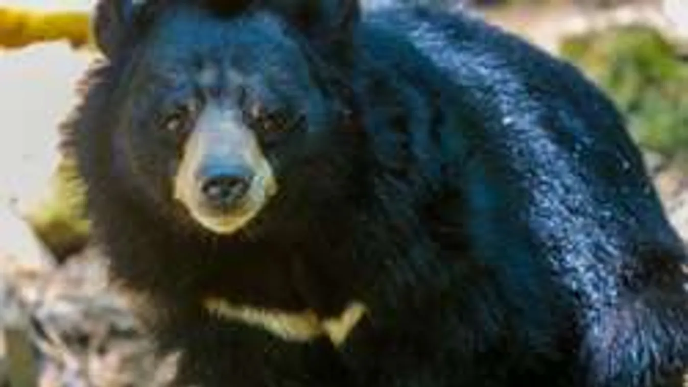 Horgászra támadt a medve