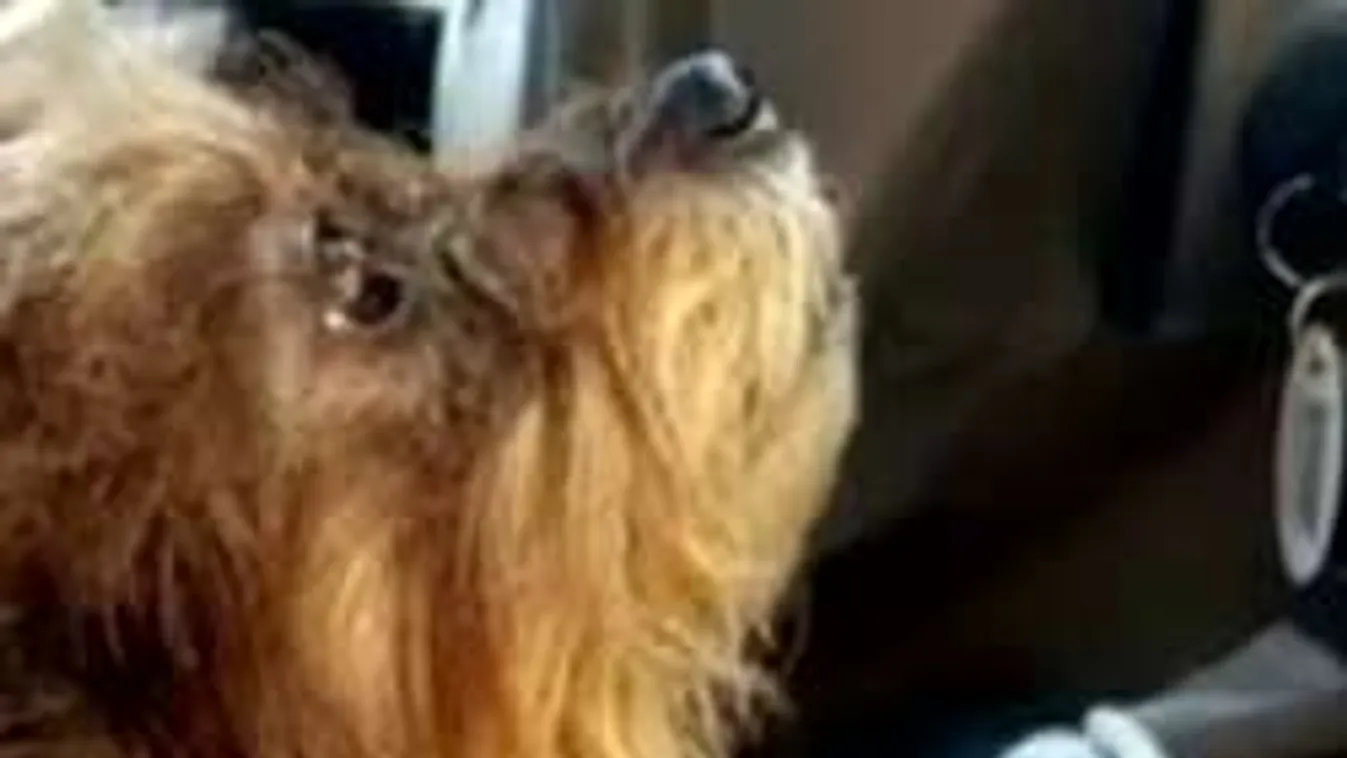 Hihetetlen baleset: kutya vezette boltnak az autót - videó