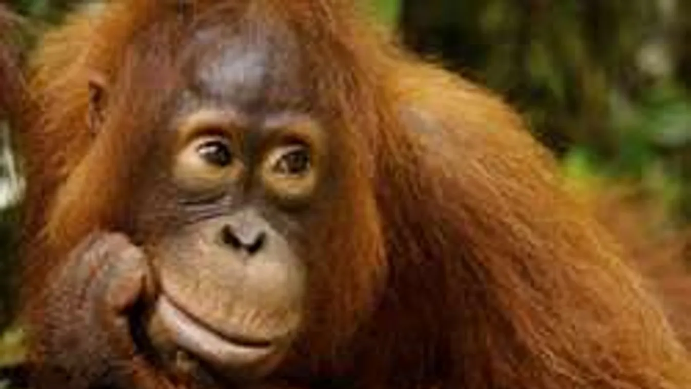 Ettől elolvadsz! Orangután puszilgatja a terhes pocakot!