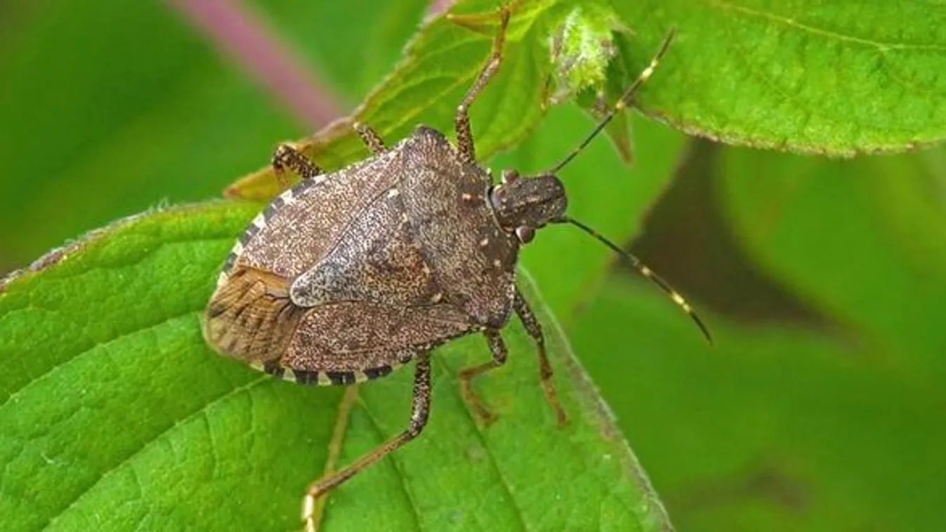 Ellepték a poloskák a lakást? Így űzzük el őket