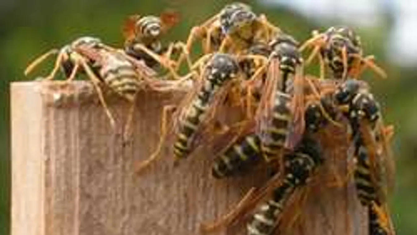 Így készíts gyorsan hatékony darázscsapdát