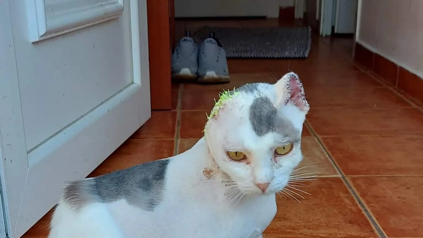 Küzdött a fájdalommal: Így mentették meg a megcsonkított Szerénykét