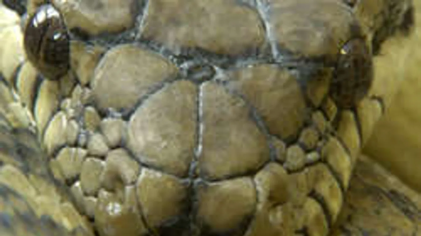 Nyolcan is alig bírtak el ezzel az óriáskígyóval