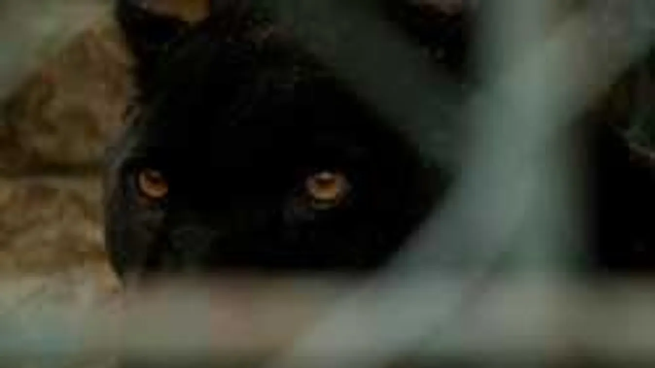 Borzalom az állatkertben, nem élte túl a vendég a látogatást