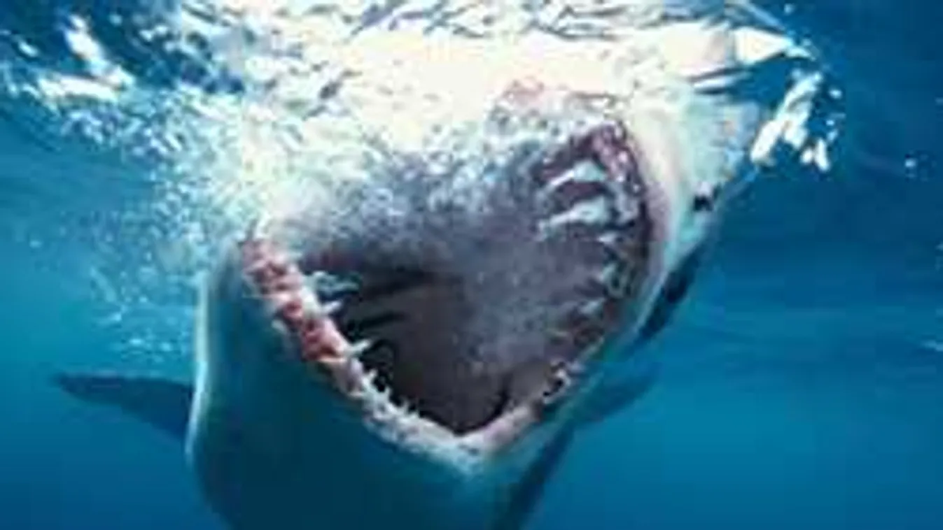 Sokkot kaptak a turisták: betört a búvárketrecbe az éhes fehér cápa
