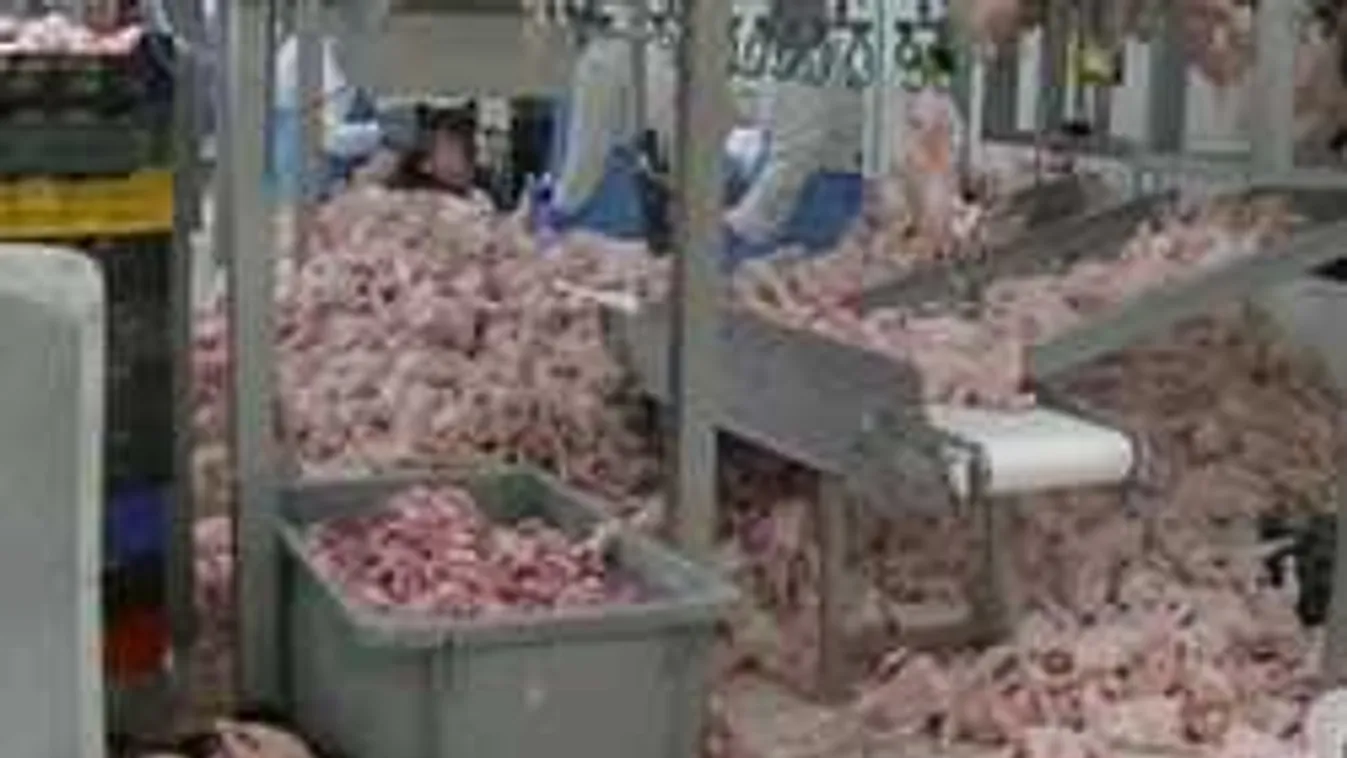 Elborzadtak az ellenőrök, amikor beléptek a szabolcsi vágóhídra