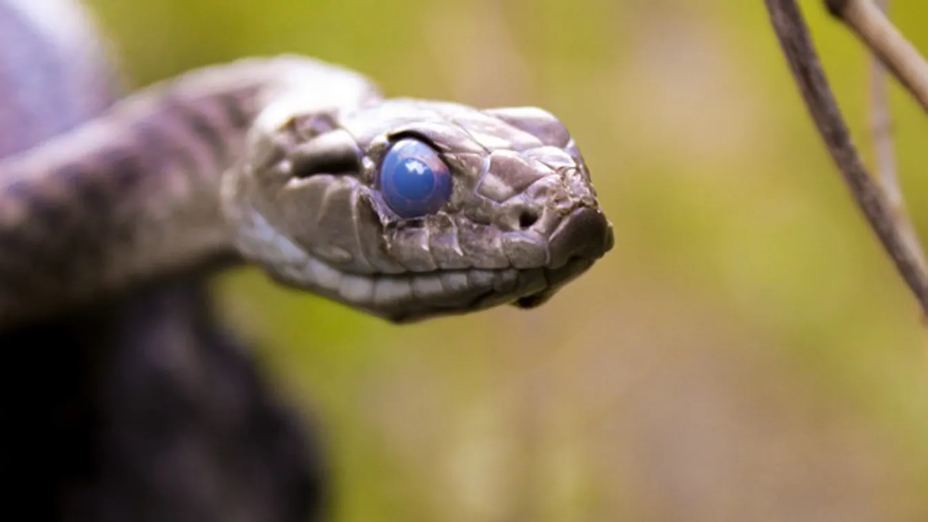 Sokkot kapott a fiatal nő, amikor meglátta az Aldi-csomagolásban a kígyót