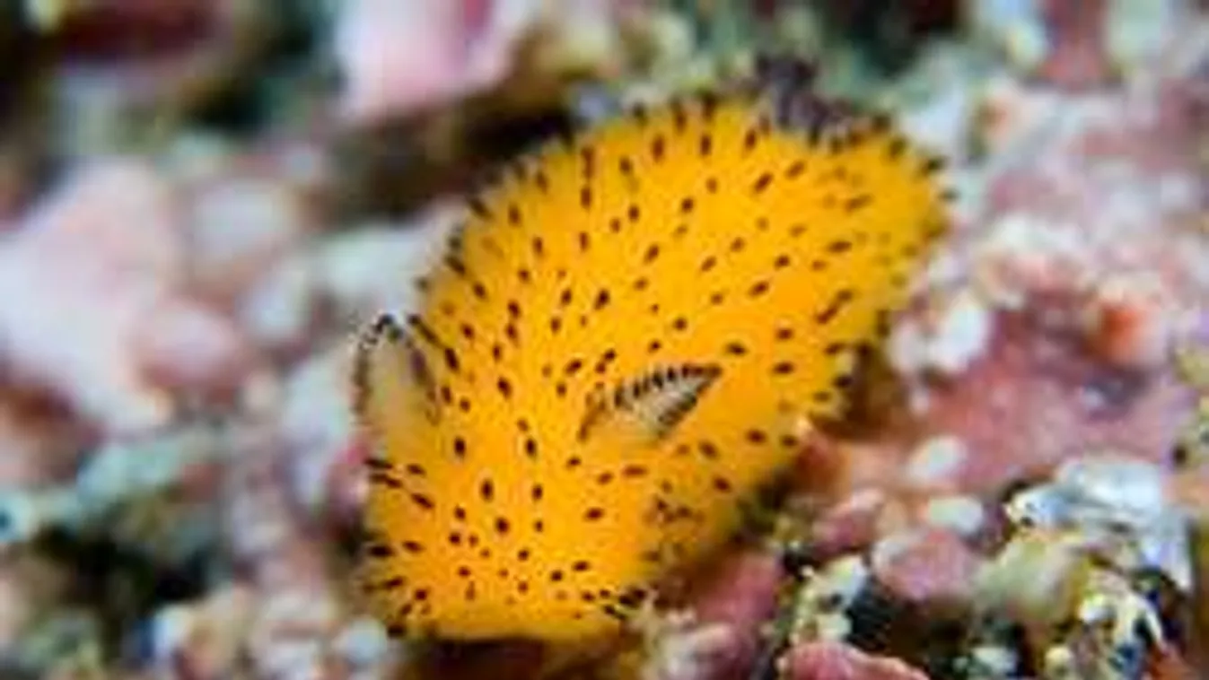 Itt az új őrület: víz alatt élő nyuszi! Hamarosan háziállat lesz?