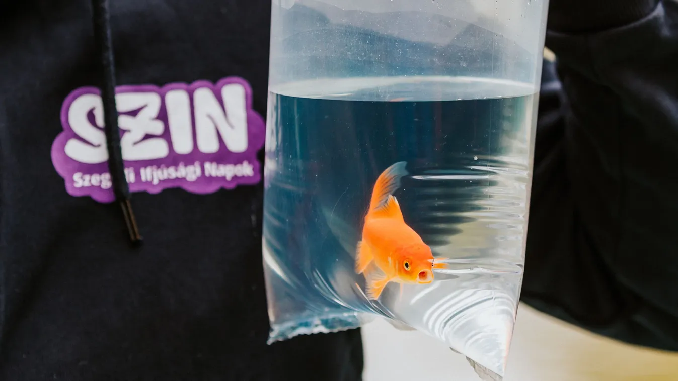 Egymillió forintos aranyhal várja a pecásokat most hétvégén a Szegedi Ifjúsági Napokon