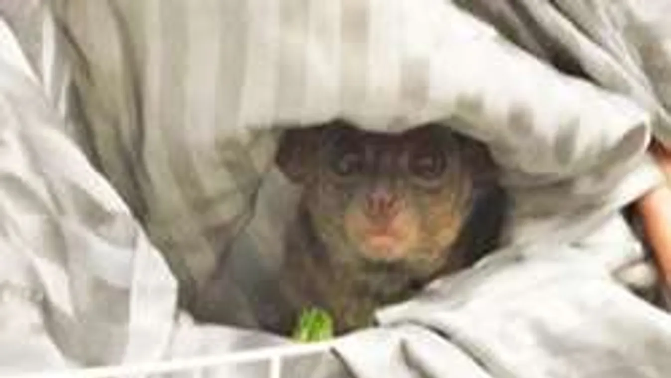 Majmot kapott borravalónak az örömlány