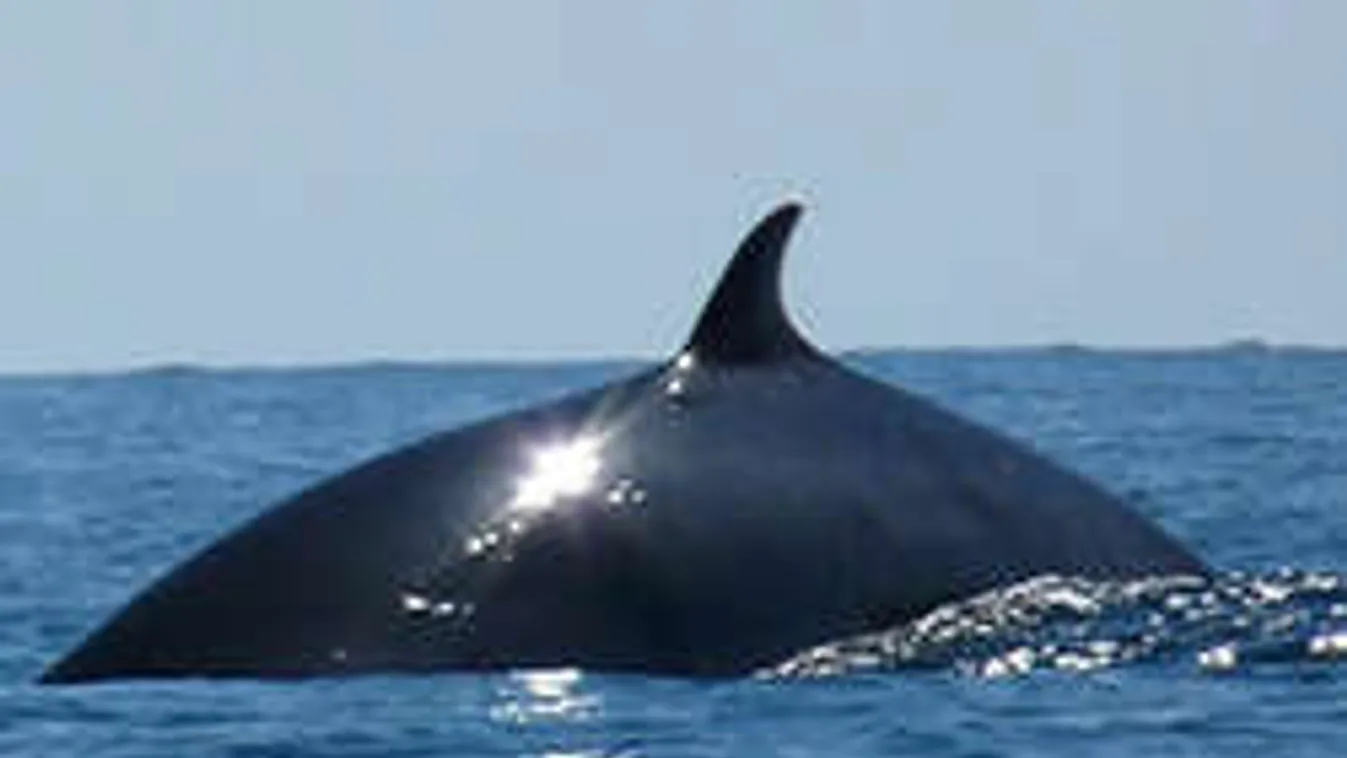 Óriási bálna bukkant fel a mélyből, sokkot kapott a kajakos!