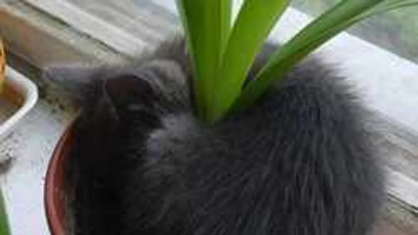 Szobanövények, amelyek remekül tisztítják a levegőt