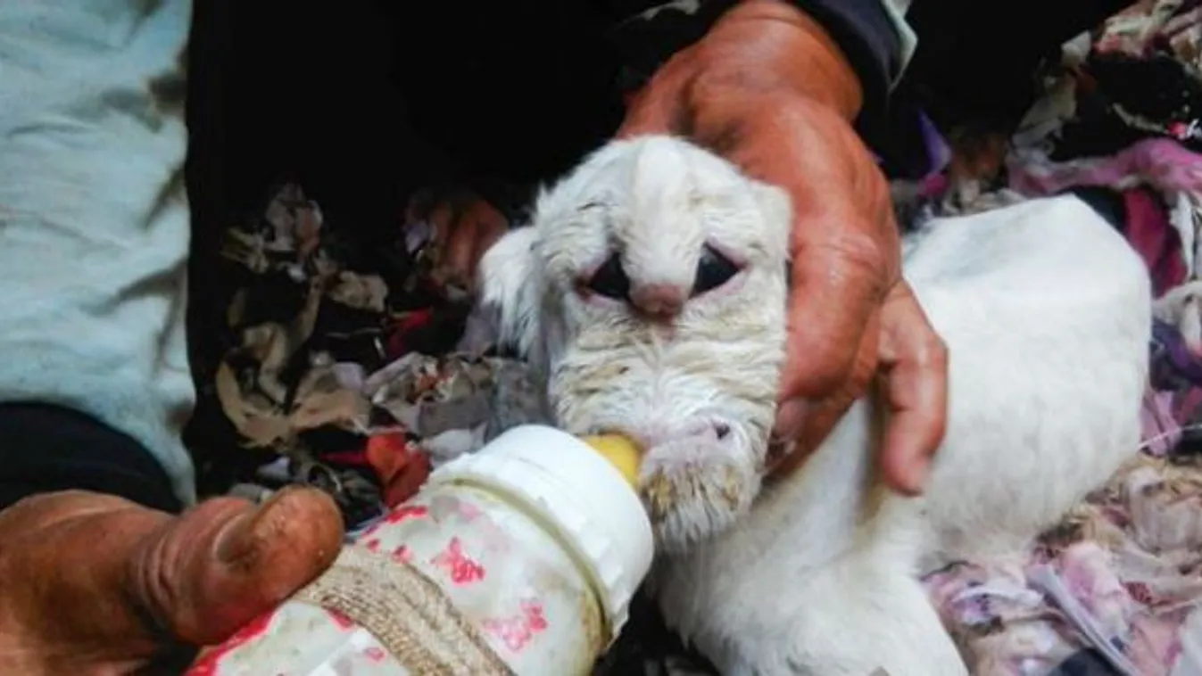 Elsápadt a gazda, amikor meglátta, milyen szörnyszülötteket hozott világra a bárány