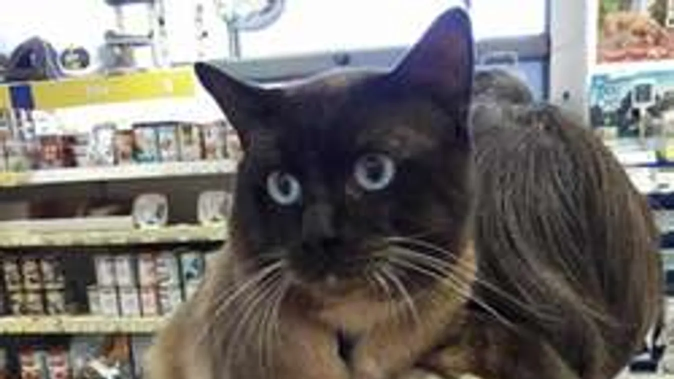 Láttad már a néni vállán utazó macskát? Shiroe bejárja egész Budapestet