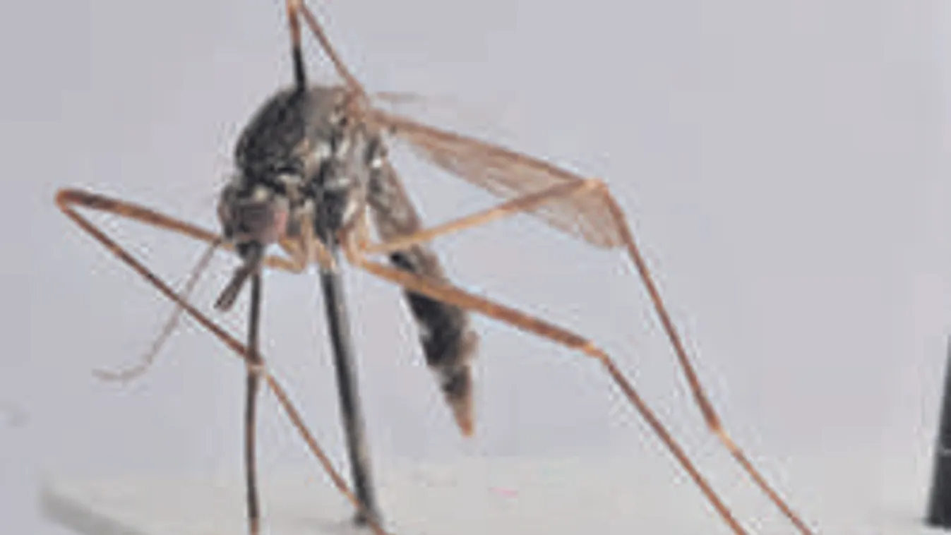 Vigyázz: veszélyes betegségeket hordozhatnak az elszaporodott szúnyogok!