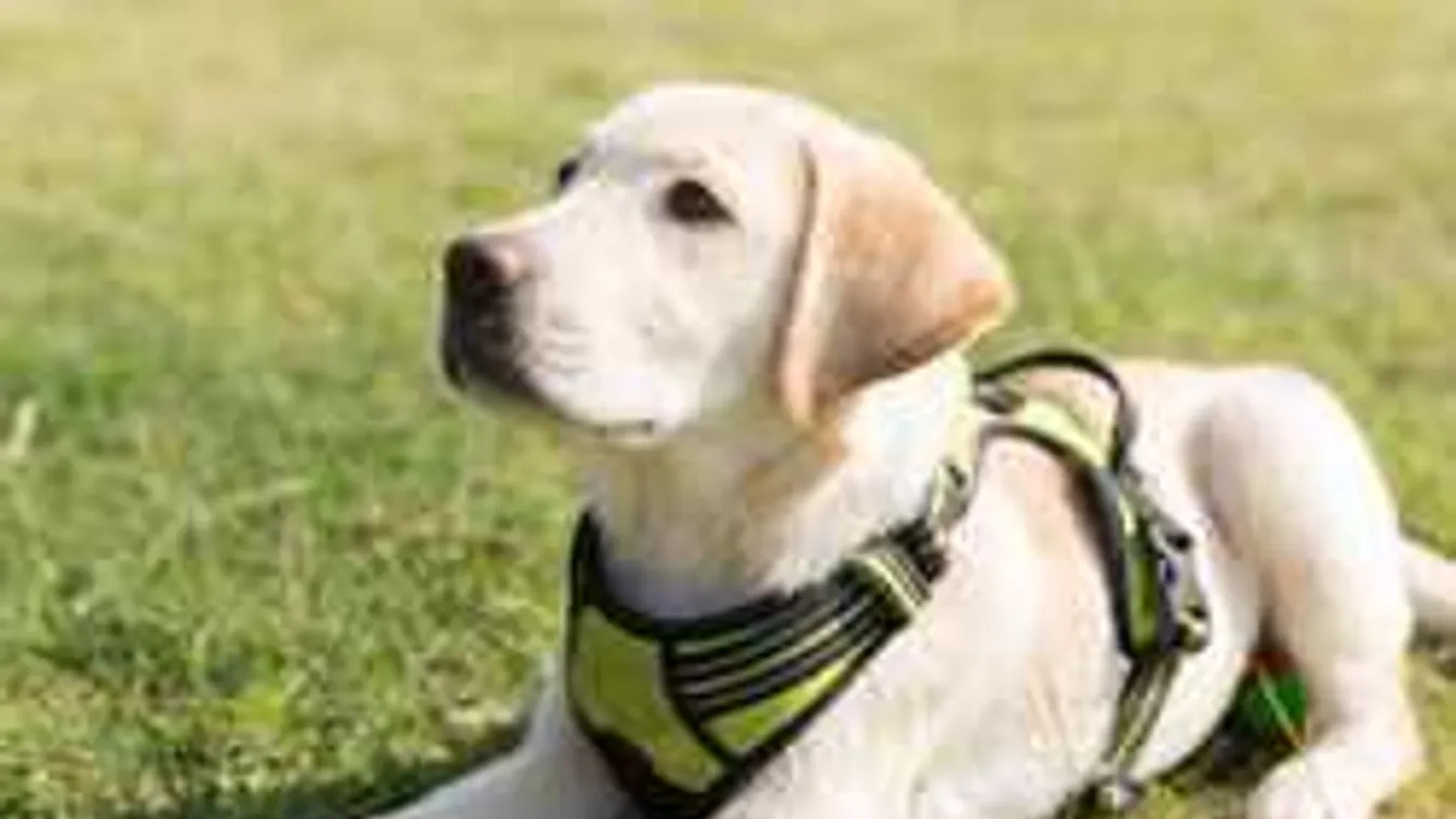 A kutyákért futnak