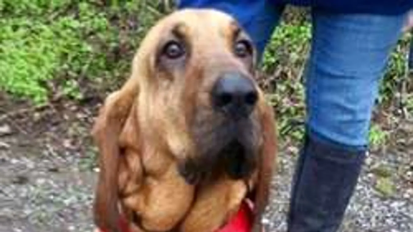 Véletlenül lefutotta a kutya a félmaratont. Rajong érte a világ!