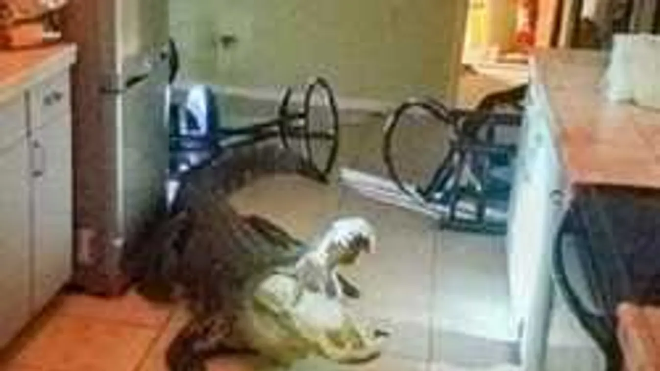 Megmutatjuk a 3,3 méteres aligátort amelyik bemászott a néni konyhájába