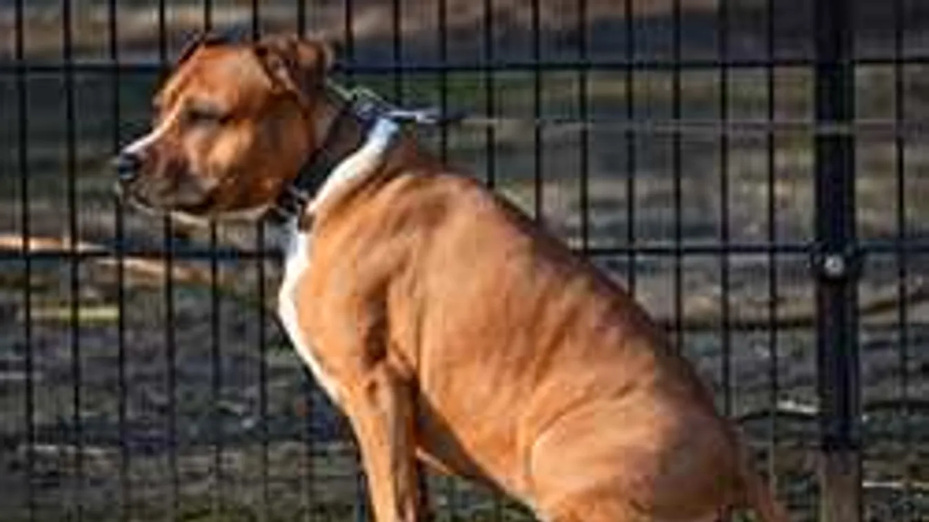 Csak kutyát akart sétáltatni, majdnem az életével fizetett...