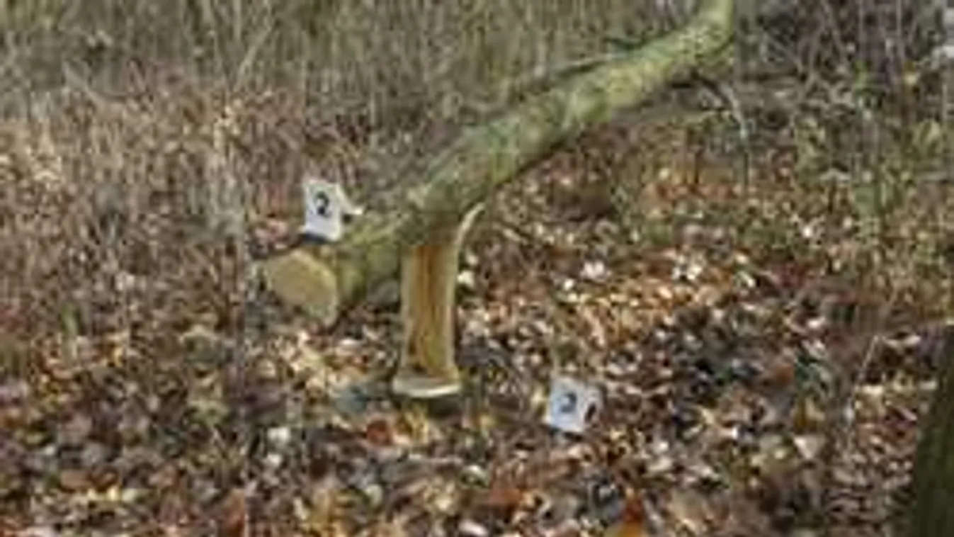 Rossz irányba dőlt a fa: áram nélkül maradt környék a favágó miatt