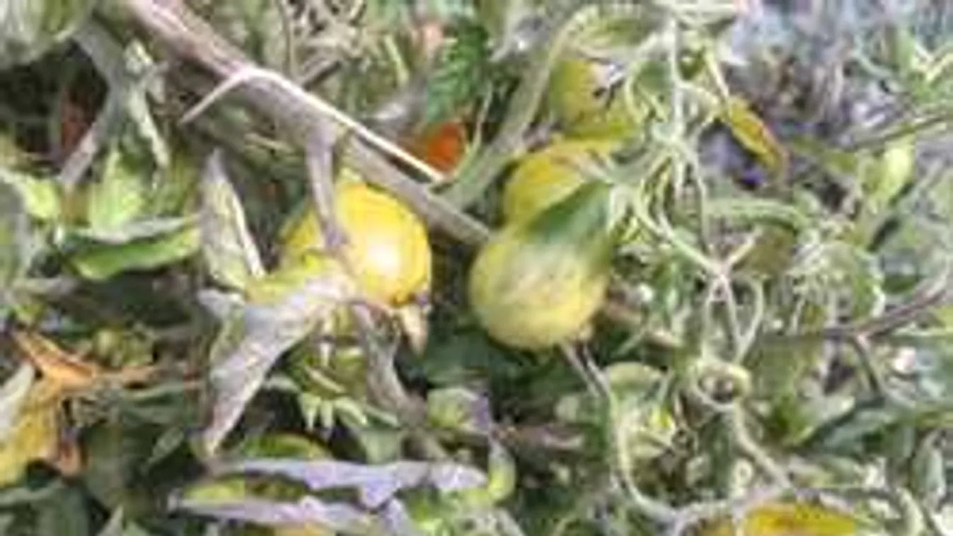 Itt a legjobb őszi konyhatrükk: Gyönyörű piros lesz a zöldparadicsom